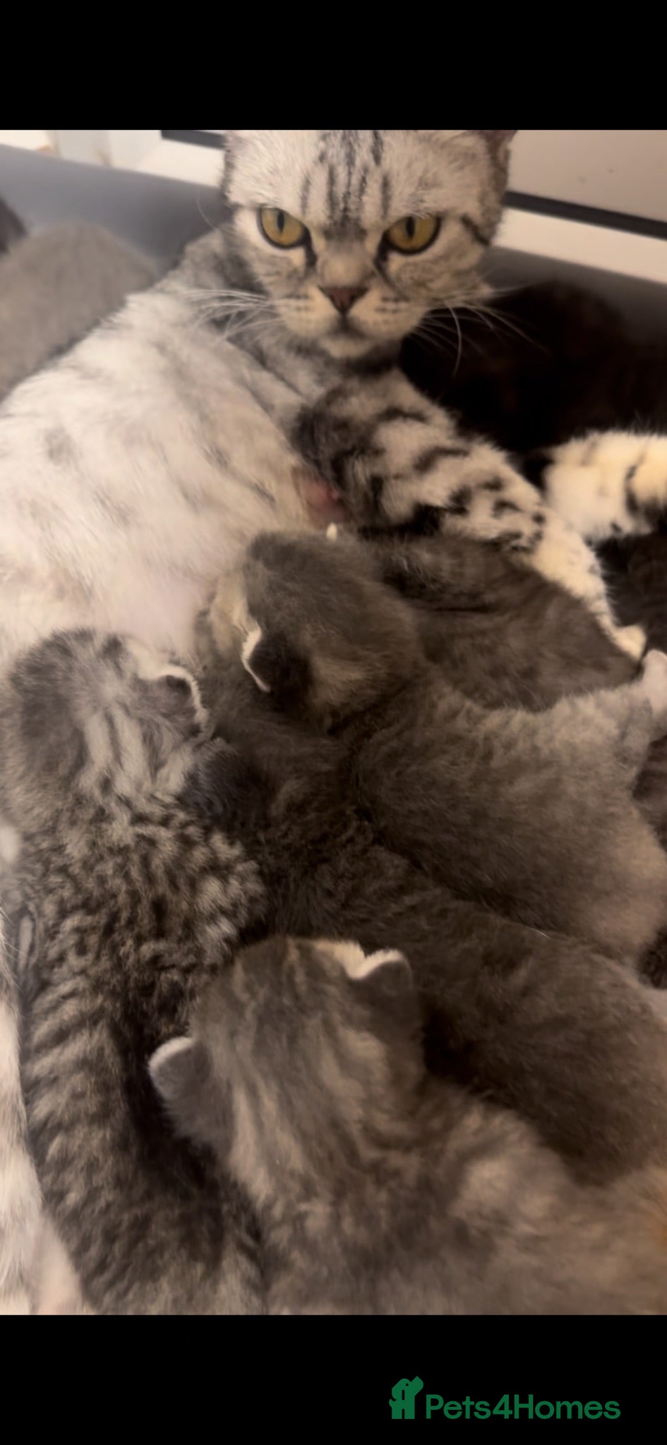British Shorthair cats British short hair/ Scottish striaghts - Advert 1