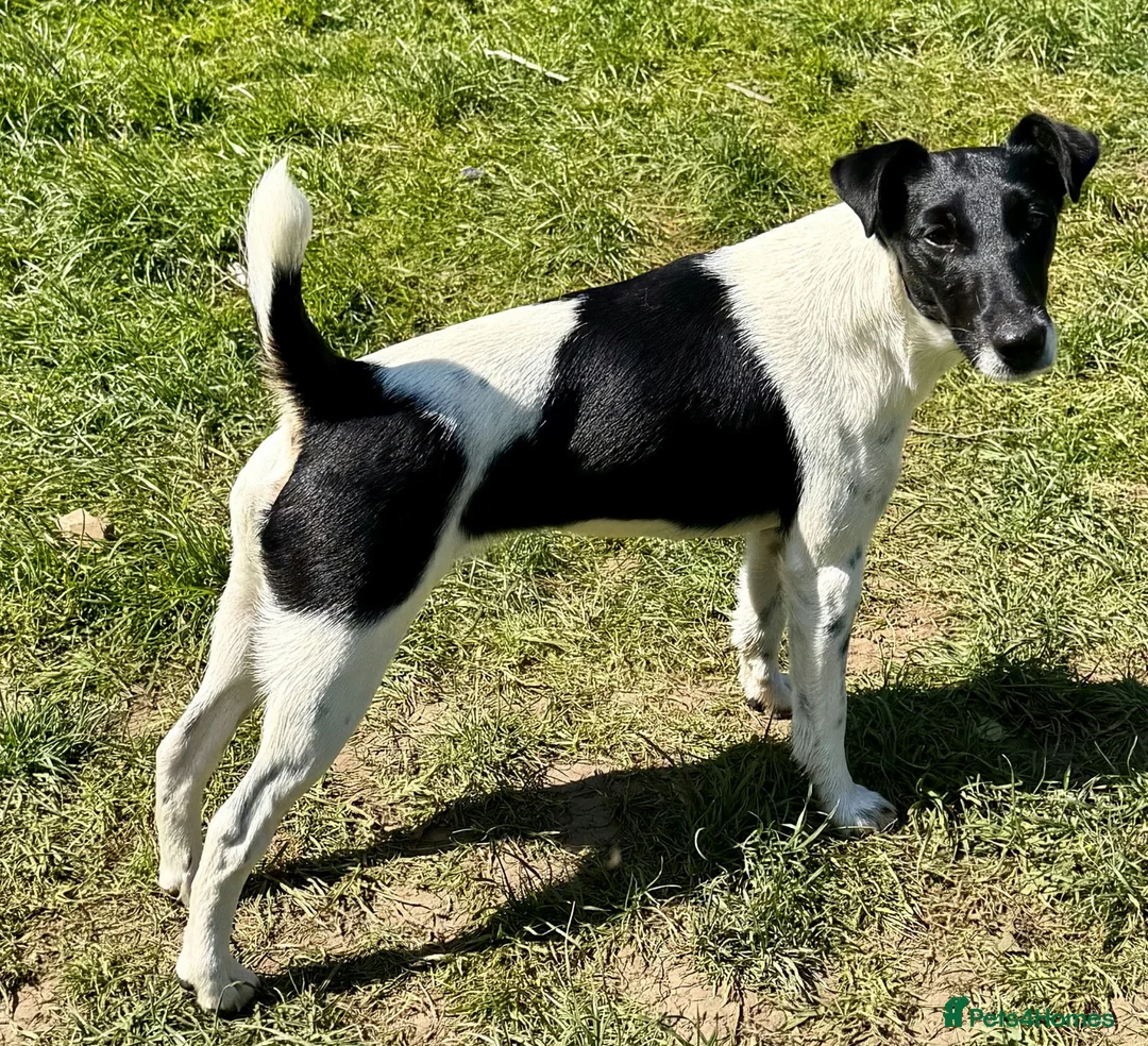 Fox Terrier dogs for adoption: 🐾 FOXIE – Female Fox Terrier 🐾 - Advert 4