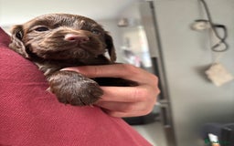 Cocker Spaniel dogs for sale: ONE FEMALE LEFT Cocker  Chocolate  - Image 18