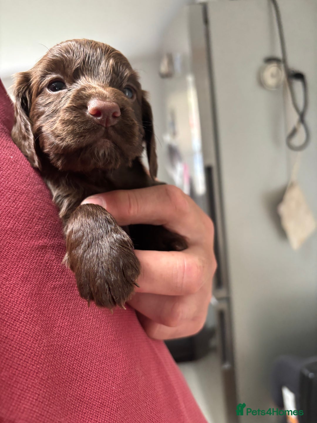 Cocker Spaniel dogs for sale: ONE FEMALE LEFT Cocker  Chocolate  - Image 18