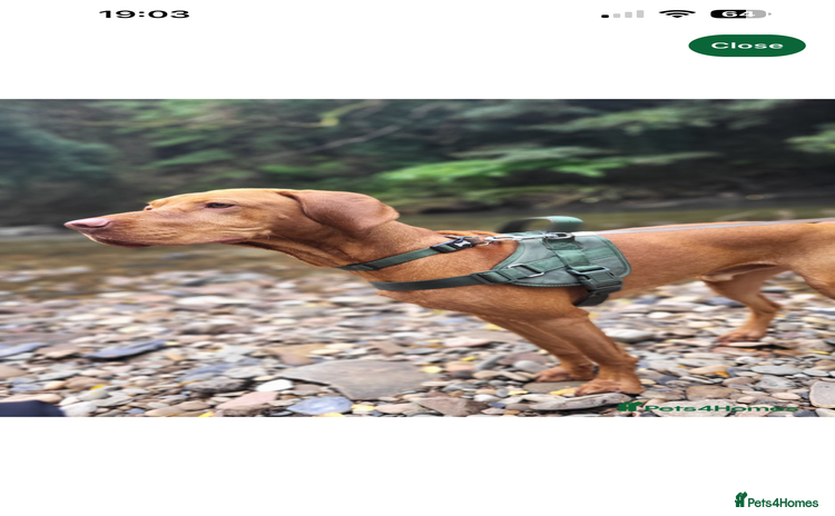 Hungarian Vizsla dogs - Advert 1