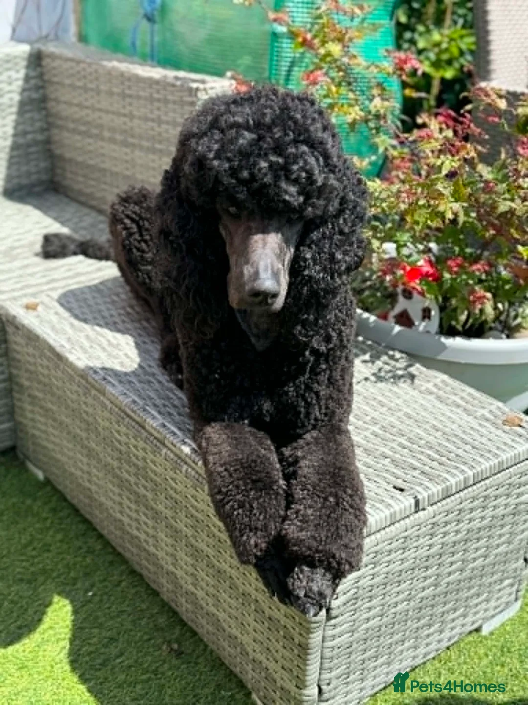 Labradoodle dogs for sale: LABRADOODLE & POODLE  - Advert 6