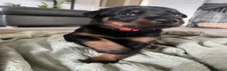 Mixed Breed dogs for sale: Adorable Doberman & Beauceron puppies for sale - Advert 40