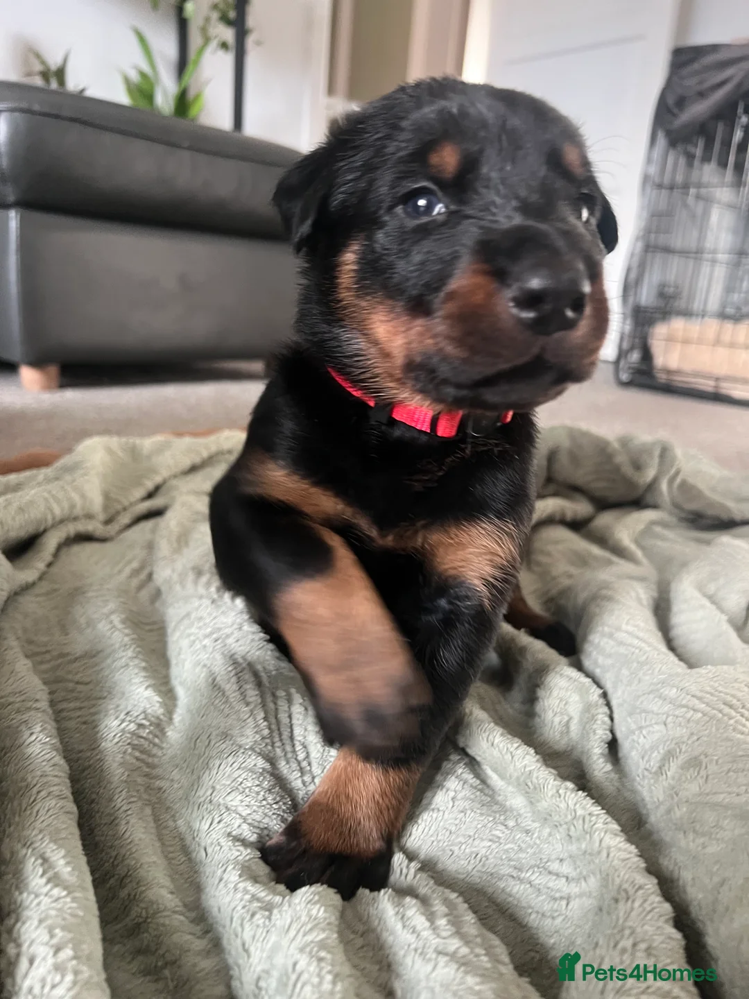 Mixed Breed dogs for sale: Adorable Doberman & Beauceron puppies for sale - Advert 40