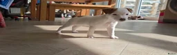 Jack Russell dogs for sale: Exquisite litter of Jack Russell Pups 🐾  - Advert 34