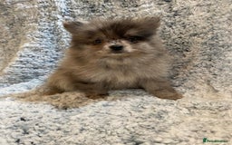 Pomeranian dogs for sale: Ready to leave Pomeranian puppies  - Image 12