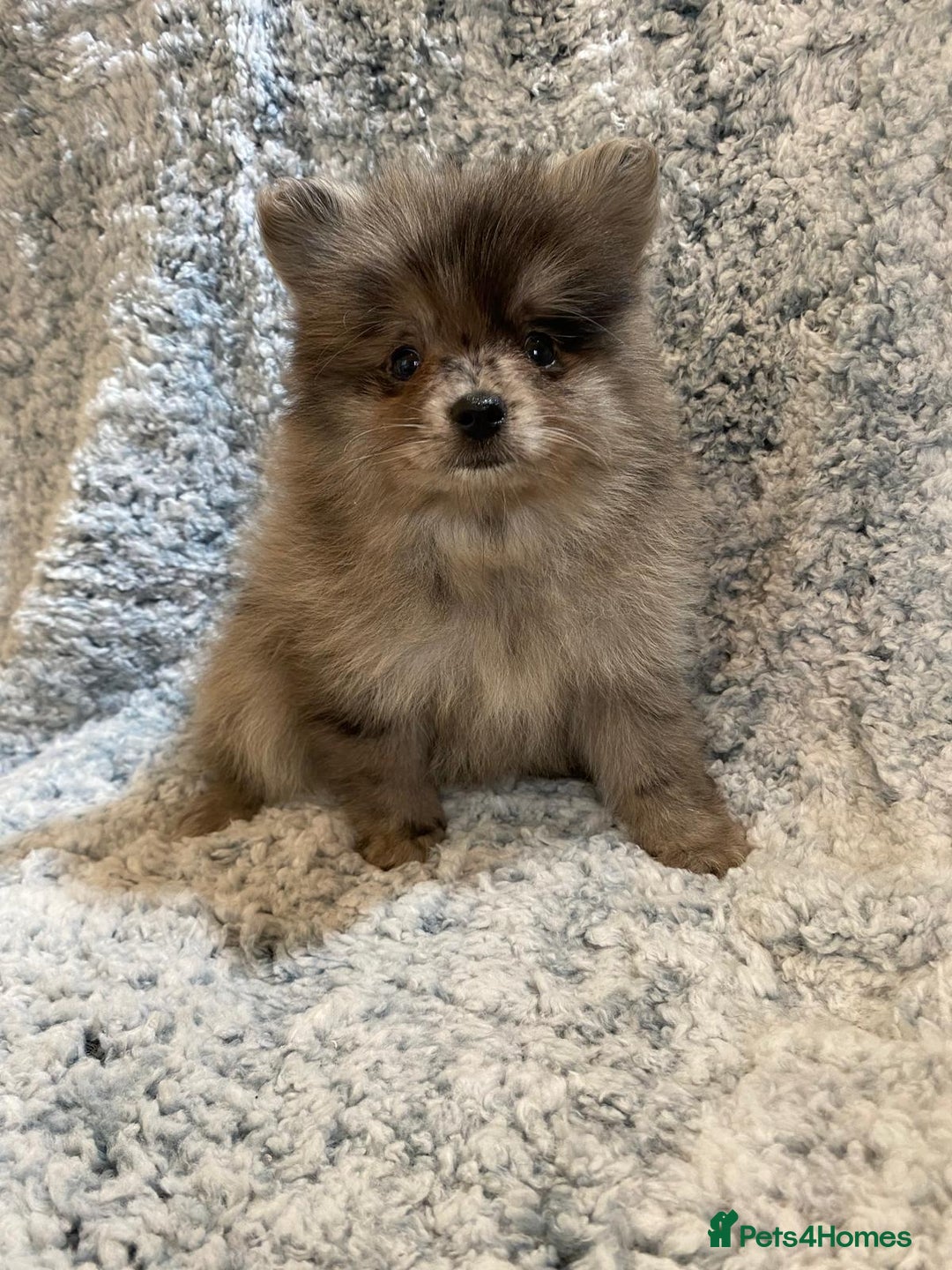Pomeranian dogs for sale: Ready to leave Pomeranian puppies  - Image 12