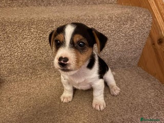 Jack Russell dogs PROPER JACK RUSSELL PUPPIES - Advert 4