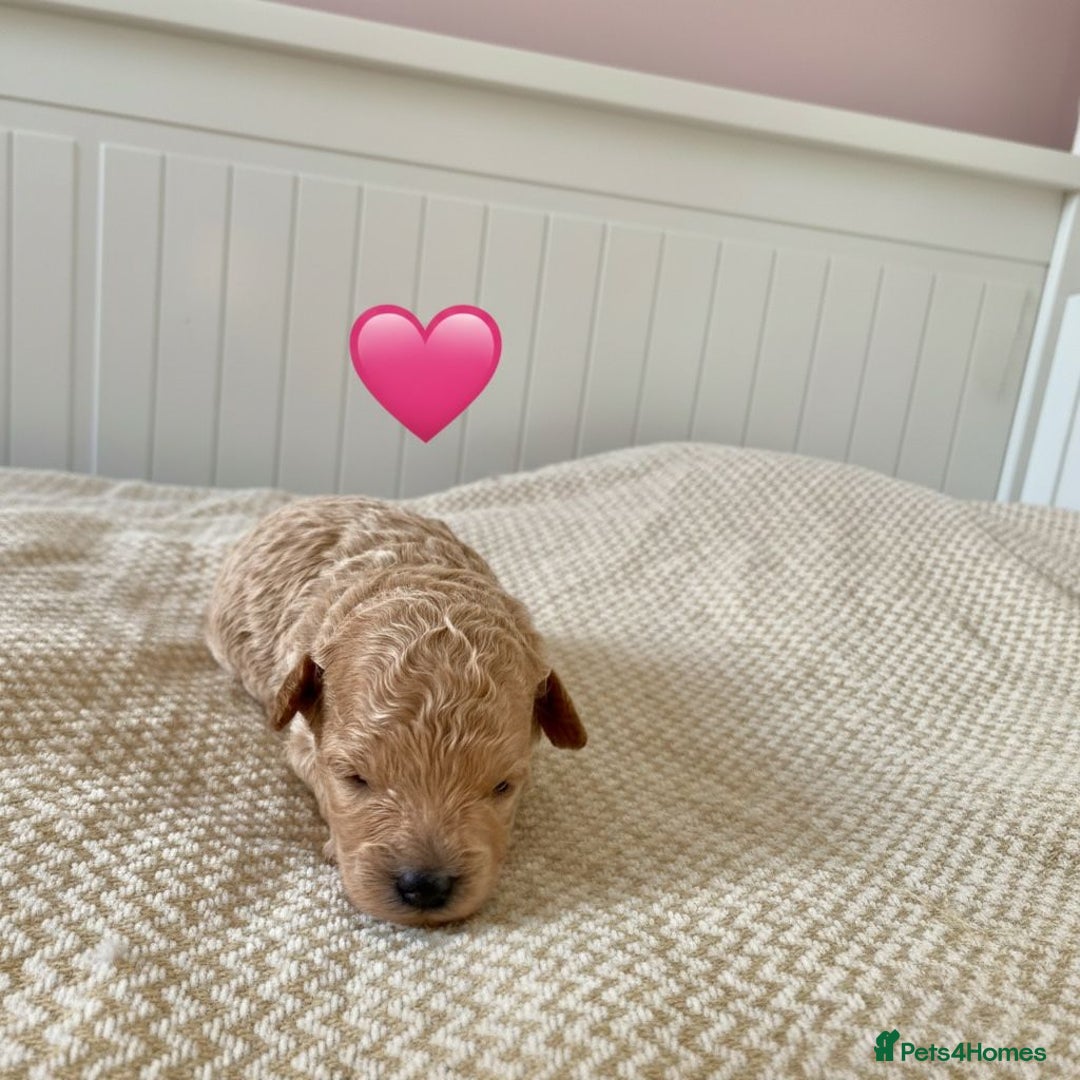Poochon dogs for sale: ♥️🐶🧸 TINY ASIAN TOY POOCHONS FOR SALE ♥️ - Advert 2