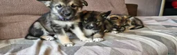Mixed Breed dogs for sale: German sheperd Malamute  - Advert 5