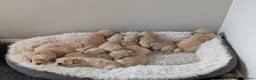 Golden Retriever dogs for sale: Golden retriever puppies  - Advert 8
