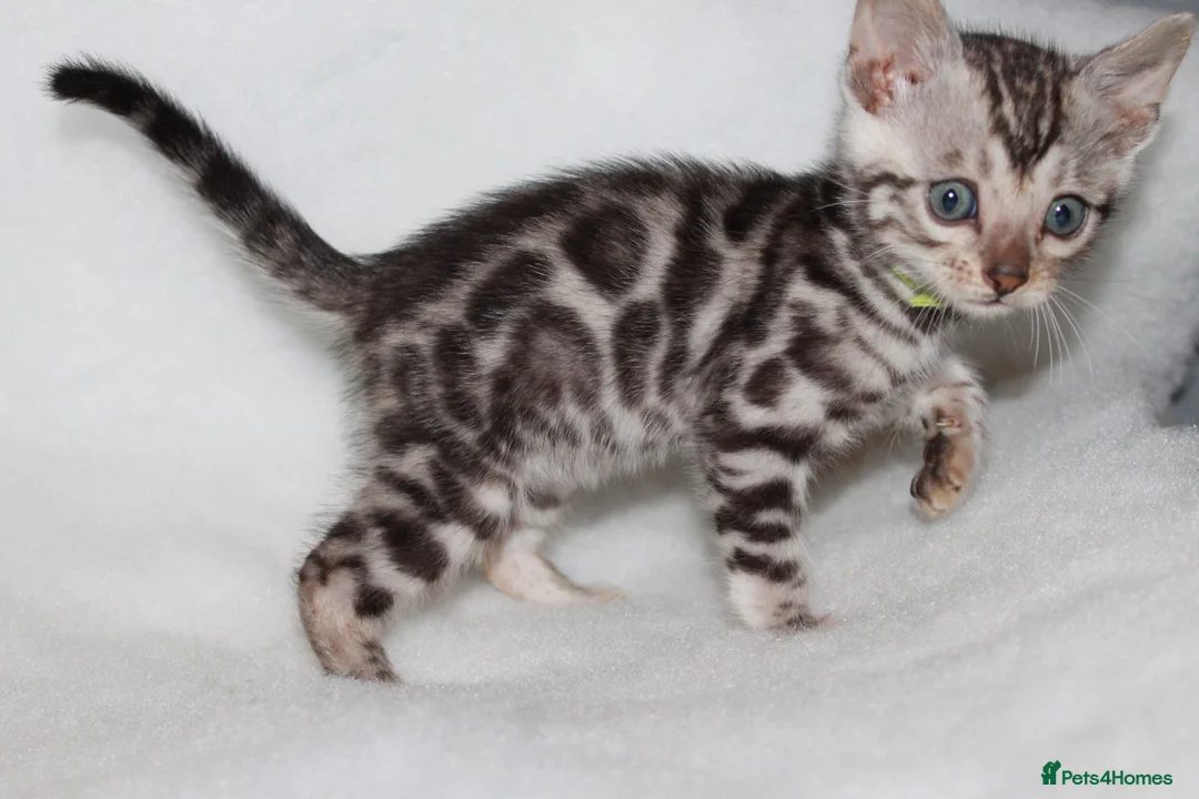 Bengal cats for sale: BEAUTIFUL BENGAL KITTENS FOR SALE- READY 03/04/26 - Advert 12