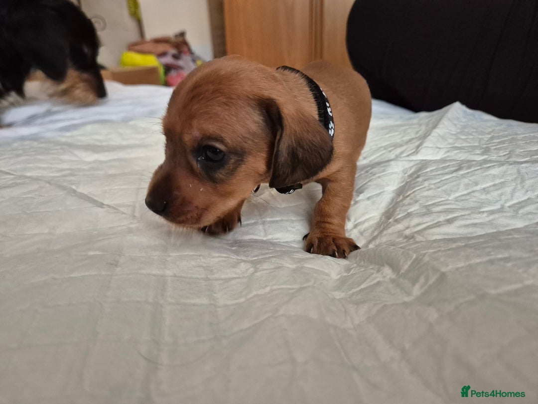 Dachshund dogs for sale: Smooth Haired Dachshund puppies - Advert 22