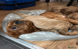 Cavapoo dogs for sale: Cavapoo - Advert 15