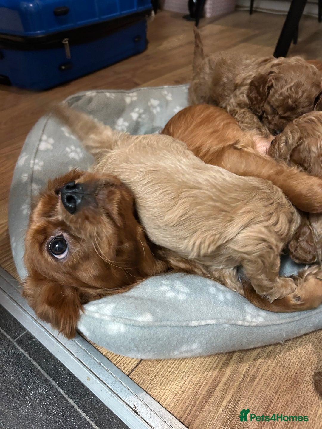 Cavapoo dogs for sale: Cavapoo - Advert 15