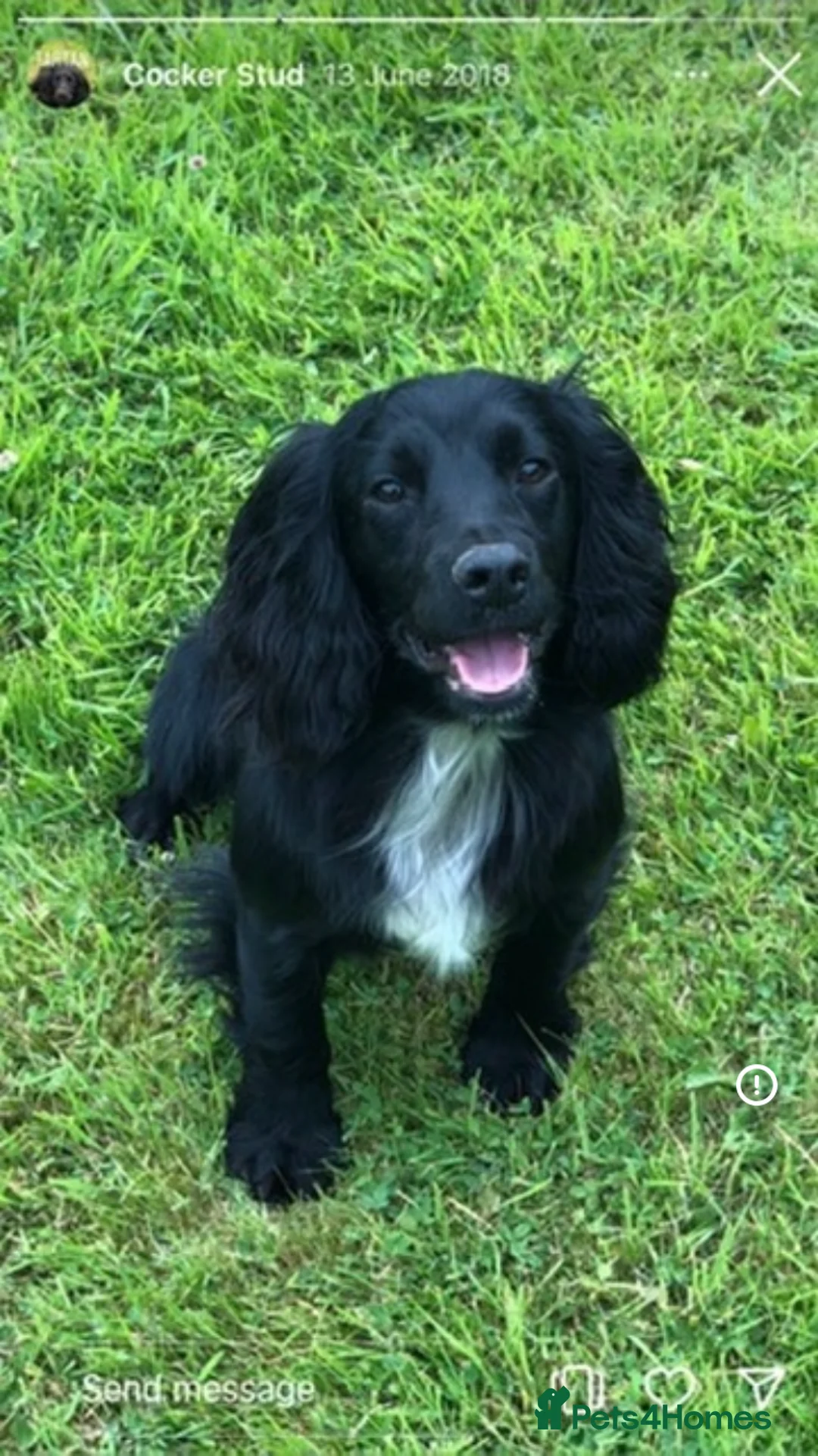 Cocker Spaniel dogs for sale: Working cocker spaniel pups - Advert 2