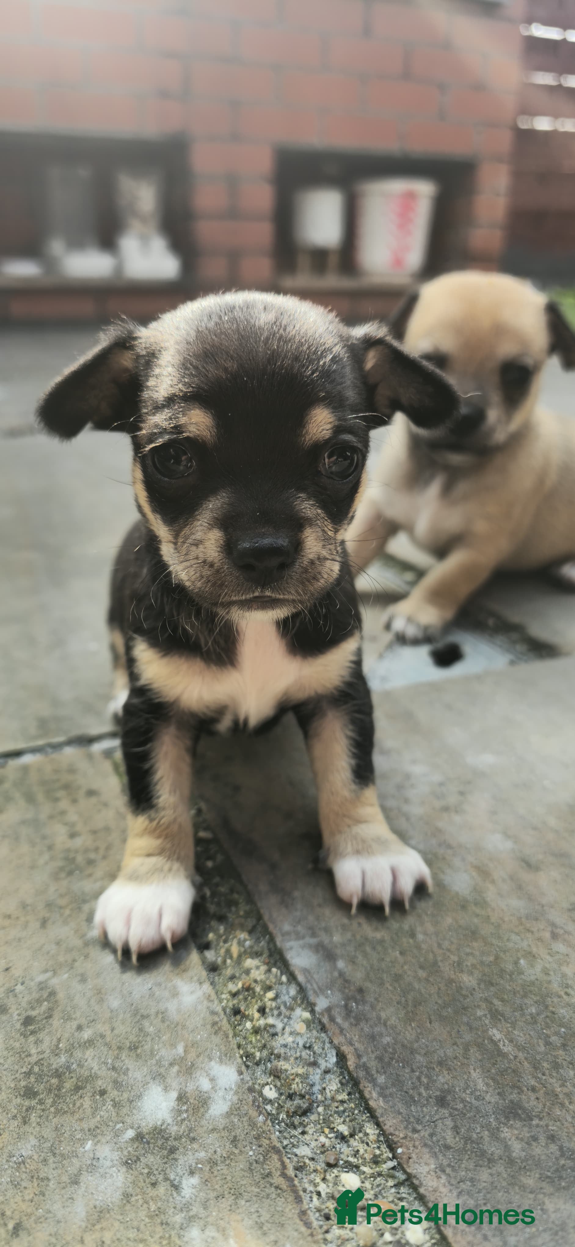 Chihuahua dogs Chihuahua Puppies For Sale - Advert 2