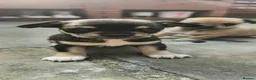 Chihuahua dogs for sale: Chihuahua Puppies For Sale - Advert 2