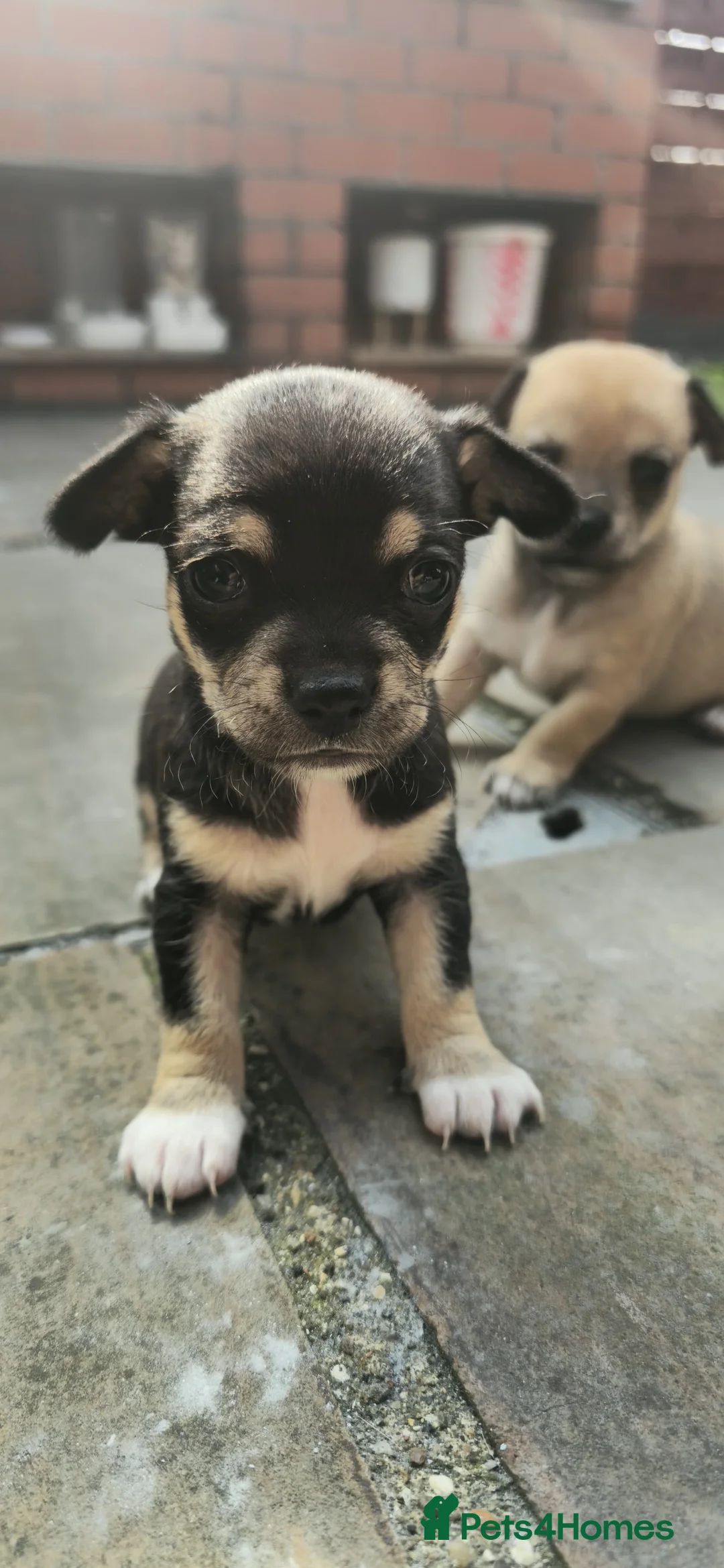 Chihuahua dogs for sale: Chihuahua Puppies For Sale - Advert 2