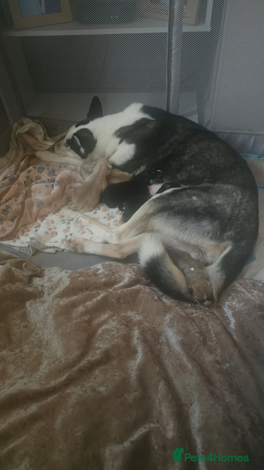 Mixed Breed dogs for sale: Beautiful Puppies  - Advert 3