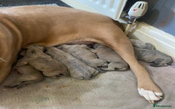 Mixed Breed dogs for sale: Outstanding terrier cross (bull Wheaton greyhound) - Image 1