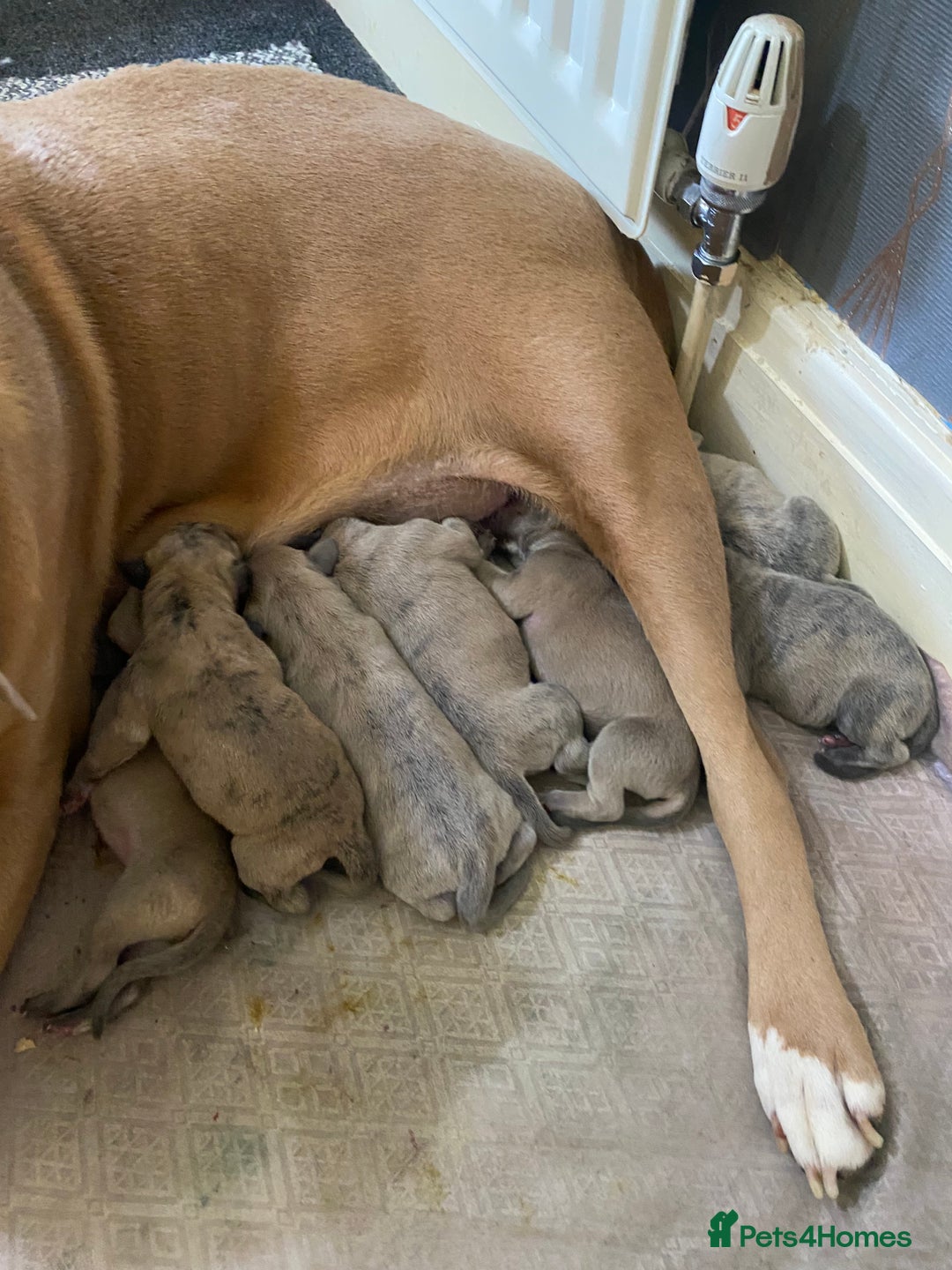 Mixed Breed dogs for sale: Outstanding terrier cross (bull Wheaton greyhound) - Image 1