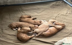 Cockapoo dogs for sale: Adorable Cockerpoo Puppies - Image 8