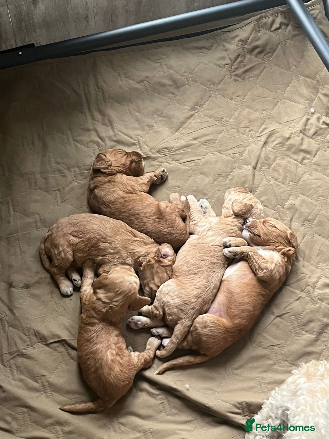 Cockapoo dogs for sale: Adorable Cockerpoo Puppies - Image 8
