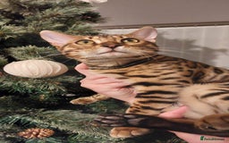 Bengal cats for sale: Amazing King 😻 - Image 6