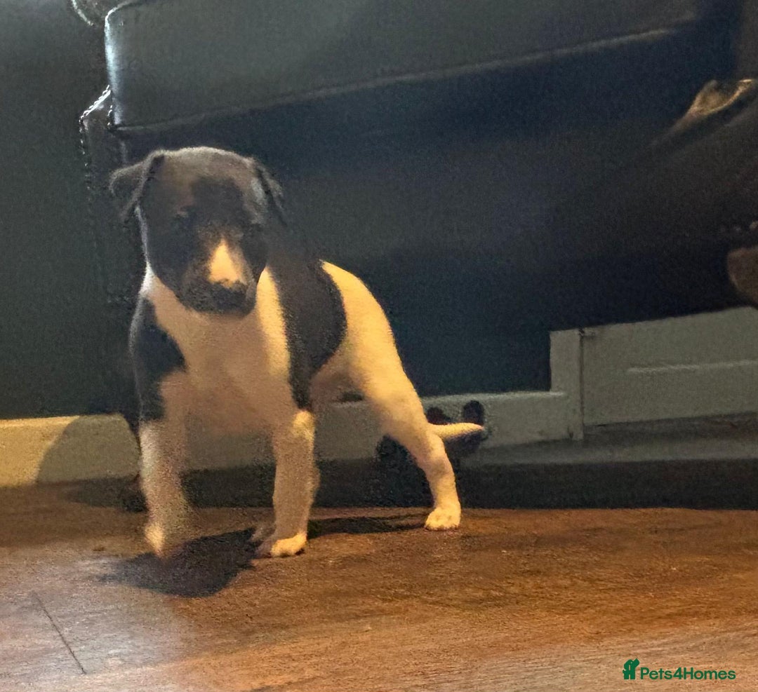 Whippet dogs for sale: 4 KC registered Whippet boys  - Image 4