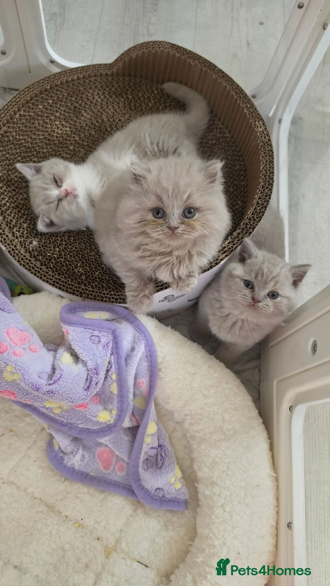 British Longhair cats for sale: Lilac female british longhair kitten - Advert 2