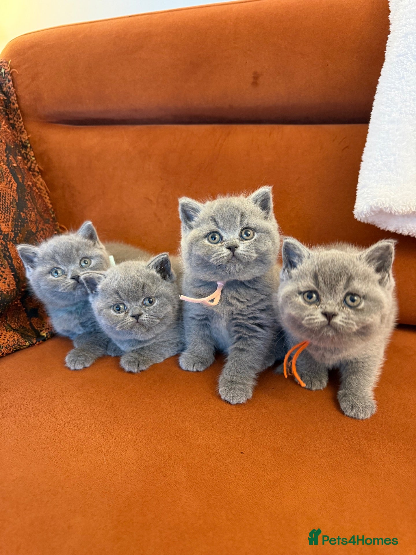 British Shorthair cats One male BSH left only - Advert 1