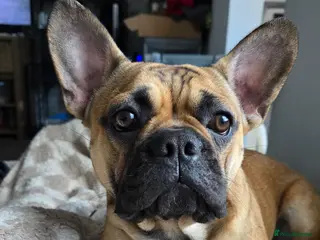 Mixed Breed dogs Frenchie x Chihuahua - Advert 11