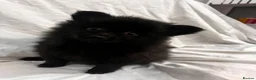 Pomeranian dogs for sale: 1 girl  in London - Advert 6