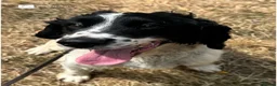 English Springer Spaniel dogs for sale: Spike - Fully Trained Pet Springer Spaniel - Advert 4