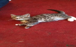 Mixed Breed cats for sale: Beautiful mixed breed boys - Image 2