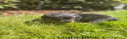 Rottweiler dogs for sale: Outstanding Rottweiler Puppies - Advert 21