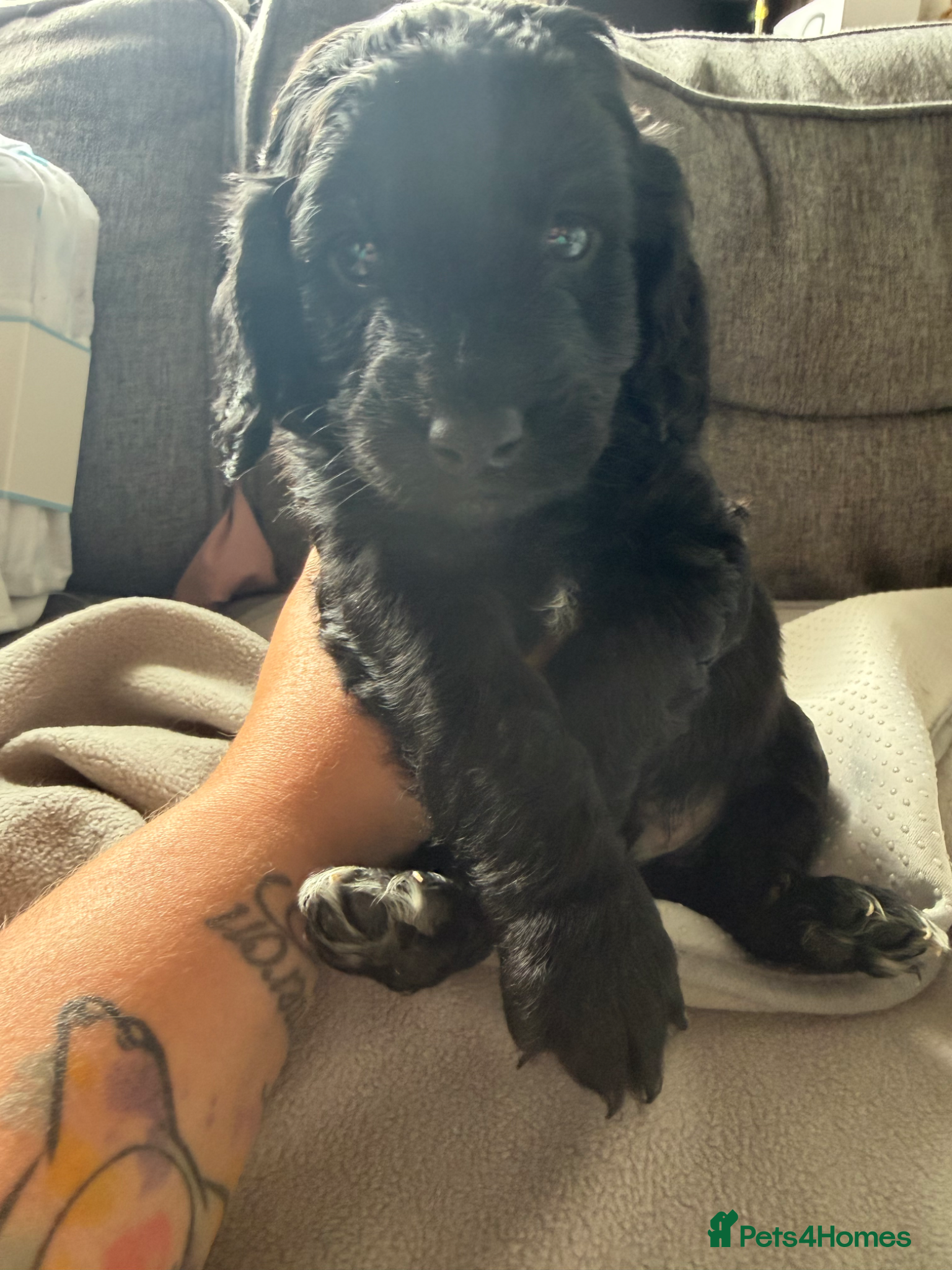 Cockapoo dogs for sale: Beautiful cockapoos - Advert 8
