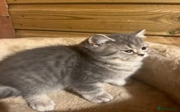 British Shorthair cats for sale: Ready now. Beautiful blue British shorthairs  - Image 9