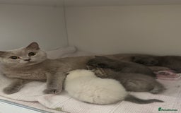 British Shorthair cats for sale: British shorthair kittens  - Image 1
