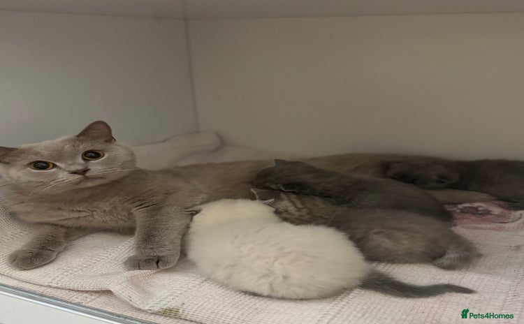 British Shorthair cats - Advert 1
