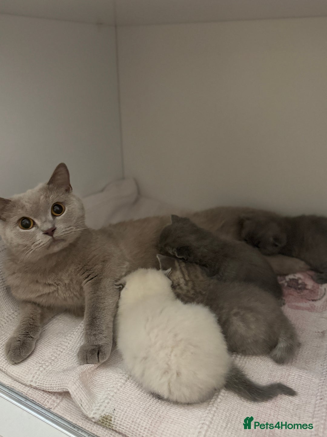 British Shorthair cats for sale: British shorthair kittens  - Image 1