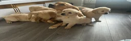 Golden Retriever dogs for sale: Ready now! Cream Golden Retriever KC Reg Puppies - Advert 6