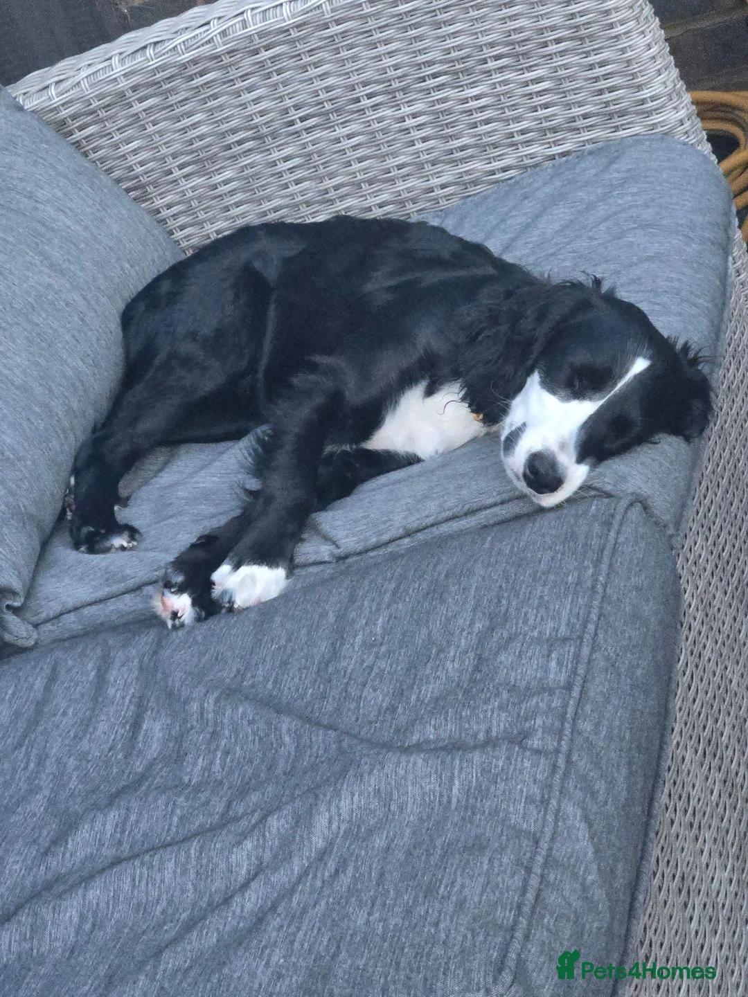 Cockapoo dogs for sale: Lady 8 months old cookapoo - Advert 2