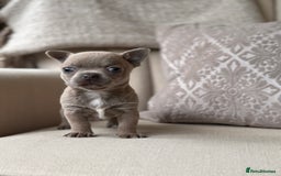 Chihuahua dogs for sale: Chihuahua Boys Short Haired  - Image 2