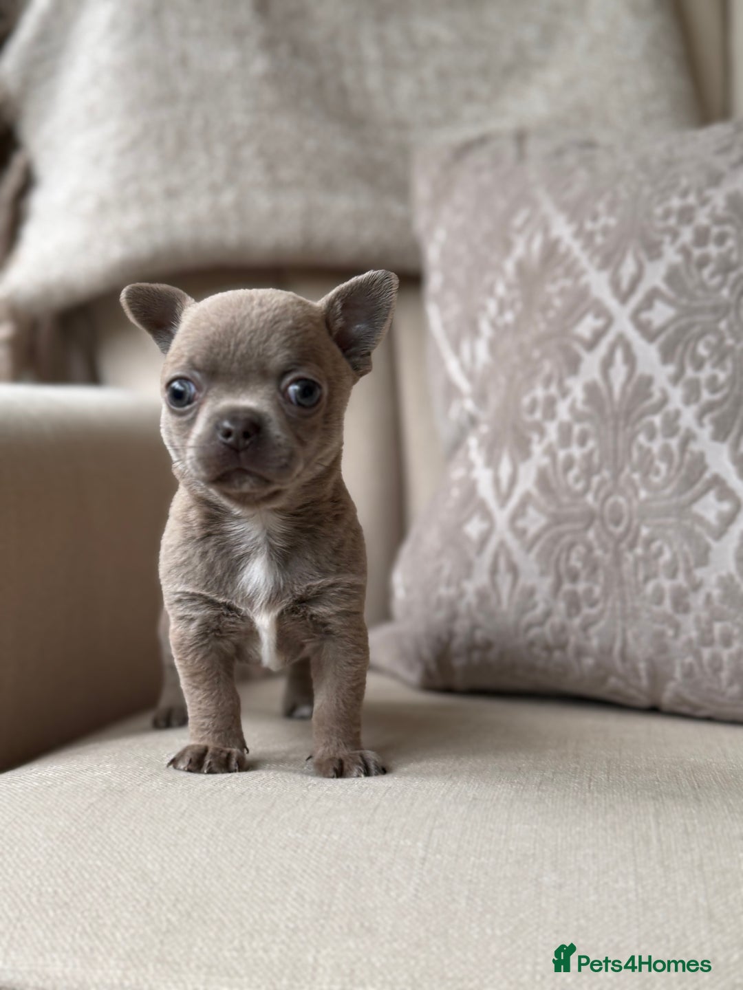 Chihuahua dogs for sale: Chihuahua Boys Short Haired  - Image 2
