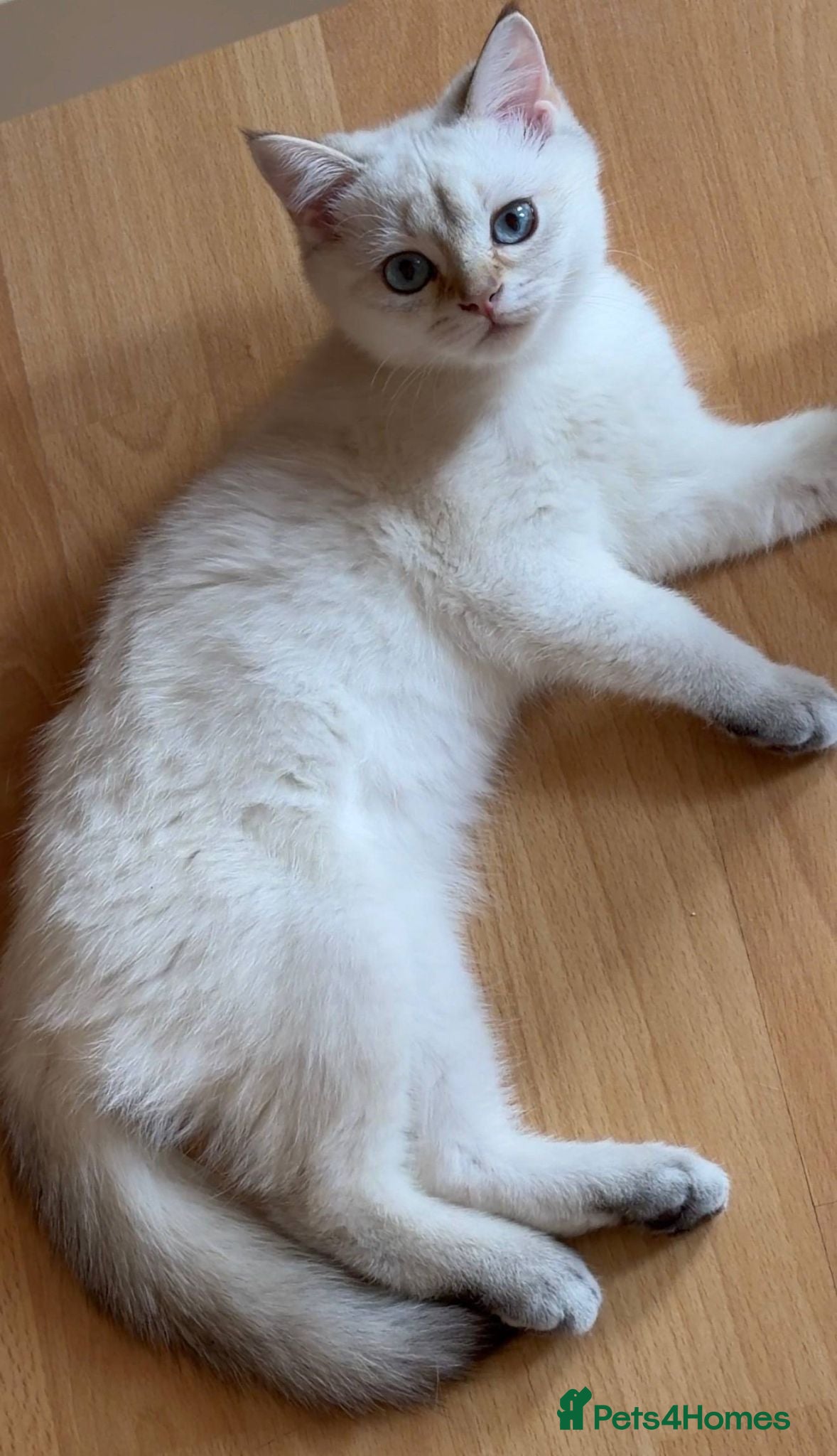 British Shorthair cats VACCINATED Gorgeous white British shorthair kitten - Advert 2