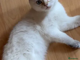 British Shorthair cats VACCINATED Gorgeous white British shorthair kitten - Advert 1