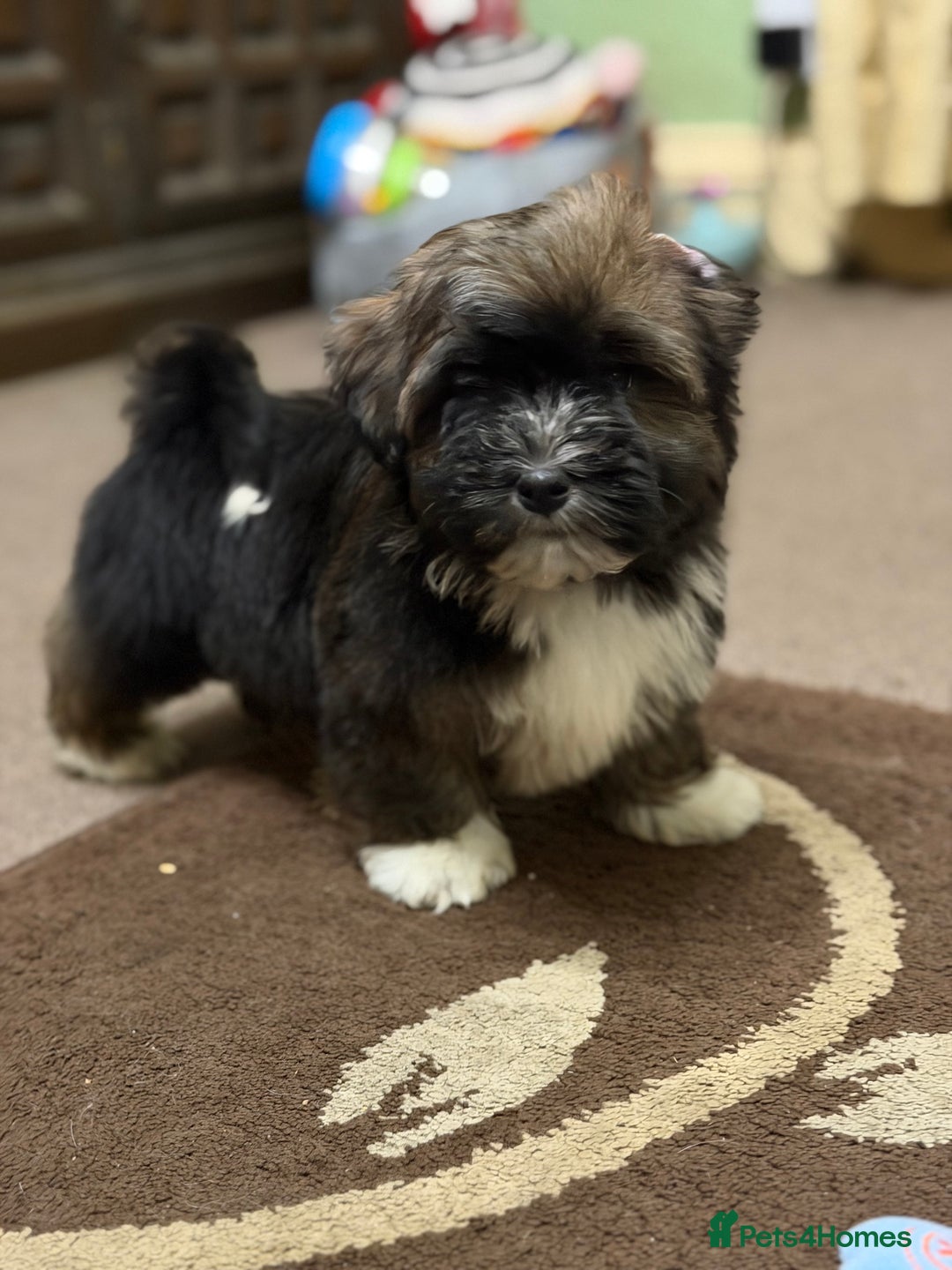 Havanese dogs for sale: ***Amazing Havanese Puppies *** - Advert 30