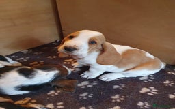 Basset Hound dogs for sale: Basset Hound Puppies 2 R&W boys available - Image 12